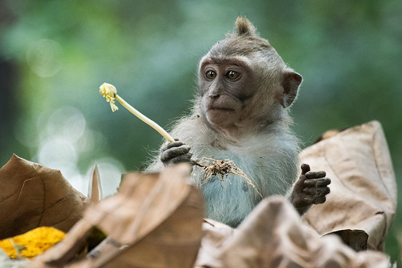 Young Long-Tailed Macaque -2
