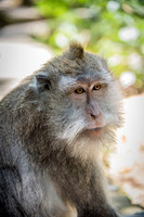 Young Long-Tailed Macaque -2