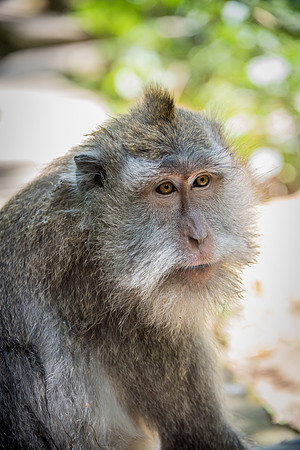Young Long-Tailed Macaque -2