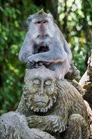 Macaque Imitating Stone Carving