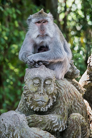 Macaque Imitating Stone Carving
