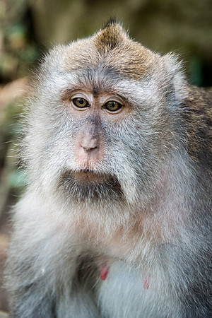 Long-Tailed Macaque -1
