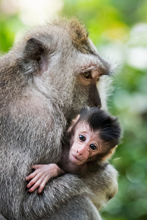 Female Long-Tailed Macaque with Baby -2