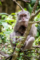 Young Long-Tailed Macaque -3