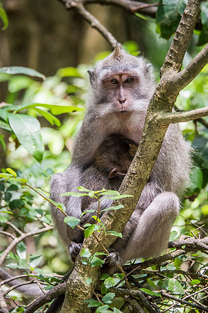 Young Long-Tailed Macaque -3