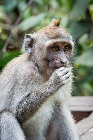 Young Long-Tailed Macaque -1