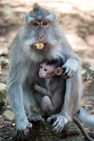 Bali - Ubud Monkey Forest