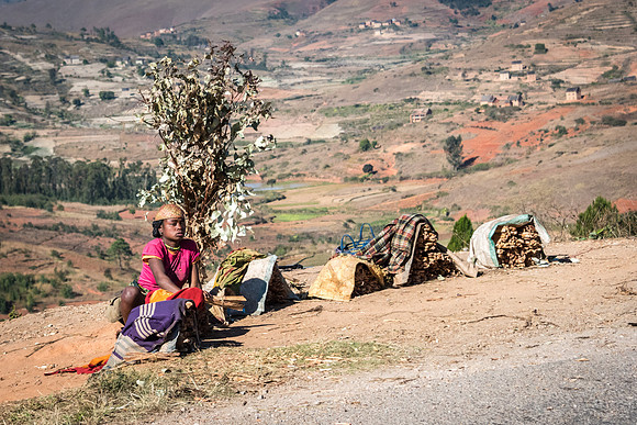 Selling Sticks by the Road