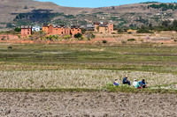 Rural Scene -1
