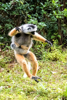 Diademed Sifaka Jumping -4