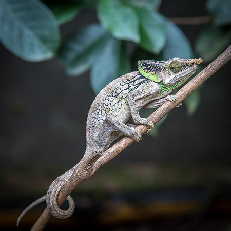 Chameleon -8