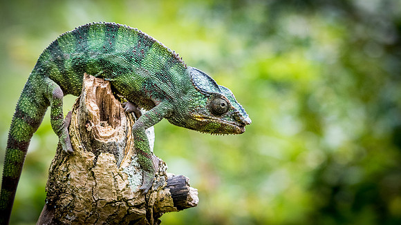 Chameleon -7
