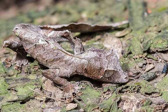 Leaf Gecko -2