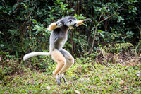 Diademed Sifaka Jumping -1