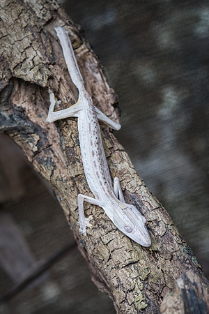 Leaf Gecko -4