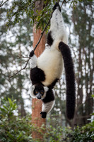 Hill's Ruffed Lemur -3
