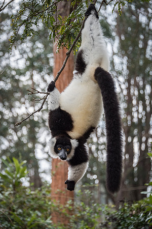 Hill's Ruffed Lemur -3