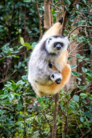 Diademed Sifaka & Baby -1