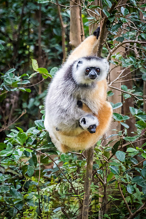 Diademed Sifaka & Baby -1
