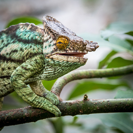 Chameleon -8