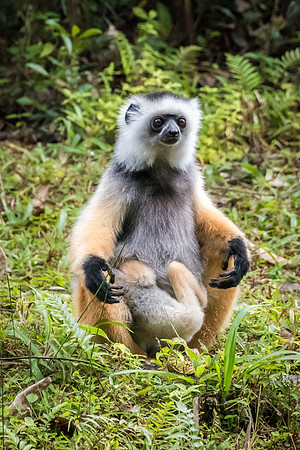 Diademed Sifaka & Baby -2