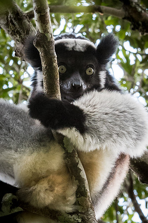 Indri