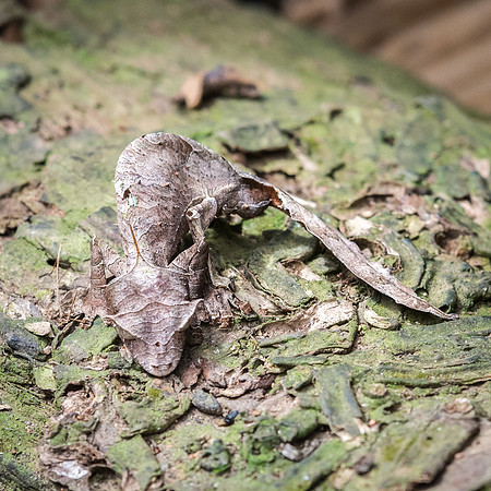 Leaf Gecko -1