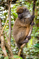 Grey Bamboo Lemur -1