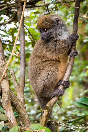 Grey Bamboo Lemur -1