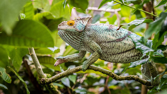 Chameleon -2