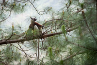 Coquerel's Sifaka -1