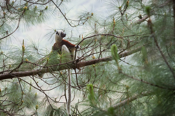 Coquerel's Sifaka -1