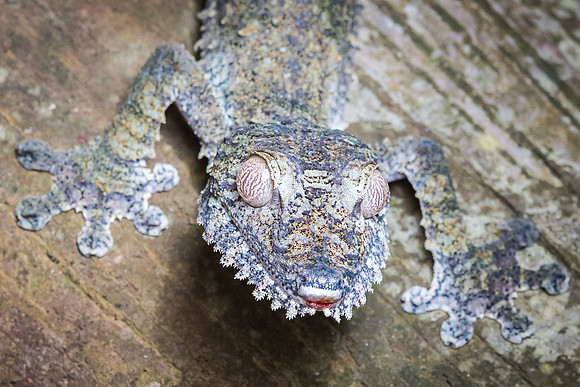Leaf Gecko -3
