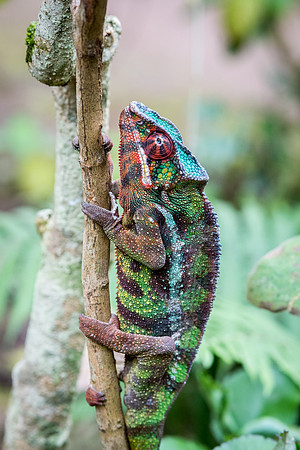Chameleon -7