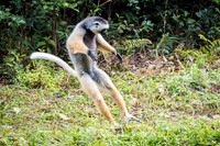 Diademed Sifaka Jumping -2