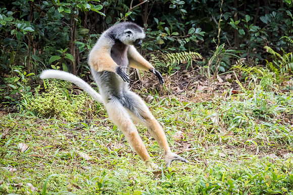 Diademed Sifaka Jumping -2