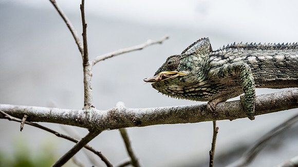 Chameleon Catching Grasshopper -4