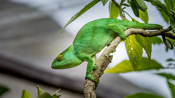 Chameleon -4