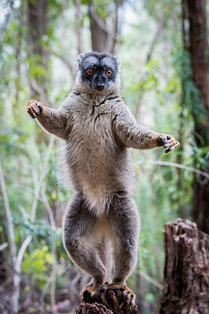Brown Lemur -2