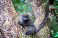 Grey Bamboo Lemur -5