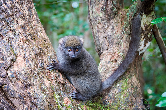 Grey Bamboo Lemur -5