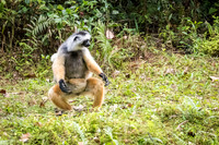 Diademed Sifaka Jumping -3