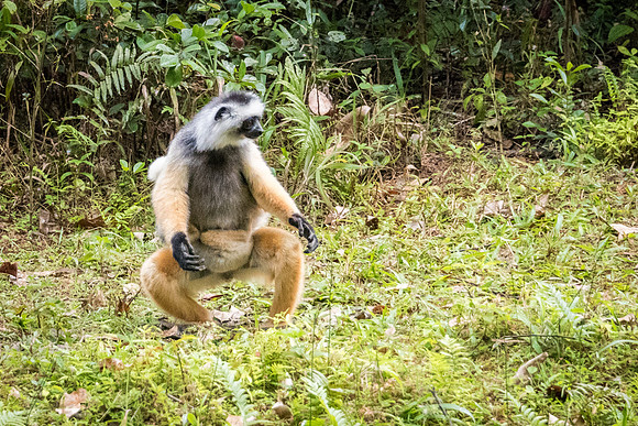 Diademed Sifaka Jumping -3