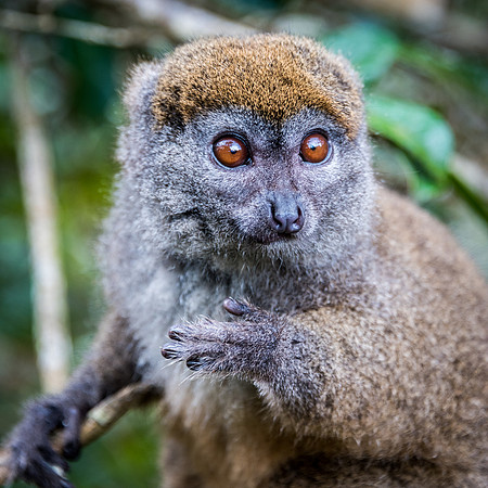 Grey Bamboo Lemur -4