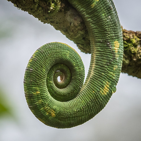 Chameleon Tail