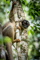 Brown Lemur -1