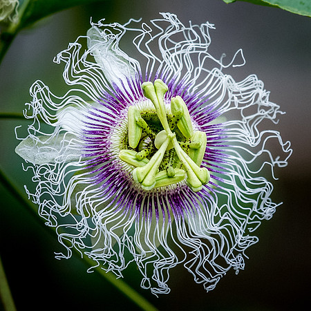 Passion Flower