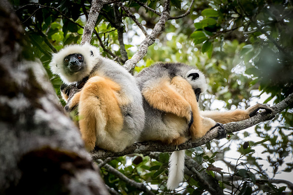 Diademed Sifaka -1