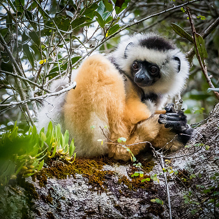Diademed Sifaka -2