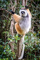 Diademed Sifaka -4